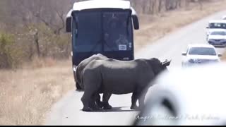 Rhino Traffic Jam Kruger National Park Biggest Road Block Ever