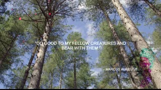 Stoic Quotes For A Strong Mind - Calm In Uncertain Times