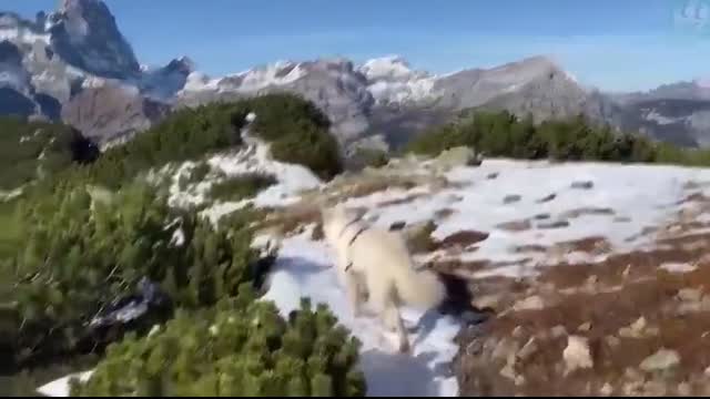 9 Kindest dog breeds in the world