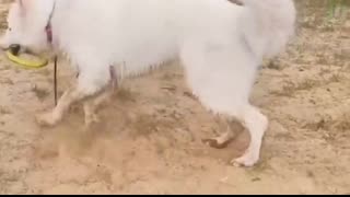 9 Kindest dog breeds in the world