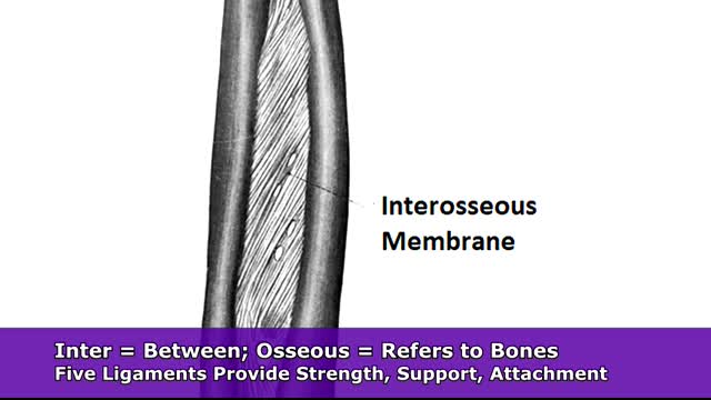 Radius and Ulna Anatomy and Physiology Forearm Bones