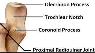 Radius and Ulna Anatomy and Physiology Forearm Bones