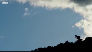 Brutal Stallion Mating Fight   Planet Earth II   BBC Earth