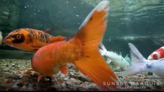 Swimming with the Koi Fish