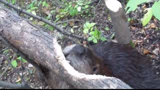 Beaver chews through tree limb close up footage See how beavers do it!