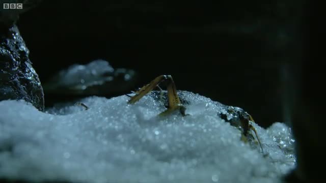 Insect Returns From The Dead   Wild New Zealand   BBC Earth