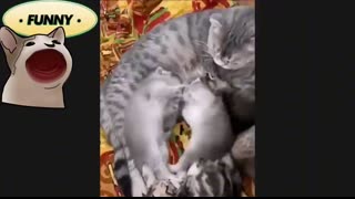 When my cat is out of its mind! �� Funny Cat videos #4