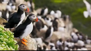 Puffin Hunts Fish To Feed Puffling   Blue Planet II   BBC Earth