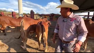 Así es como se mantiene el ganado Brahmán Rojo en potrero - Ganadería en México #rancho #brahman