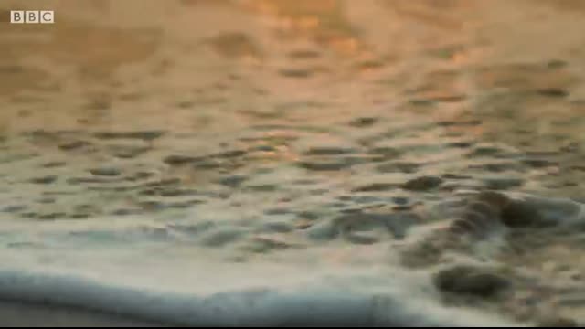 Hermit Crabs Use Litter for Shells   Wild Thailand   BBC Earth