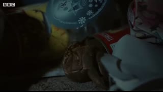 Hermit Crabs Use Litter for Shells   Wild Thailand   BBC Earth