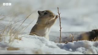 World’s Grumpiest Cat I Frozen Planet II I BBC