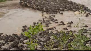 Wildebeest crossing Mara River at Entim Camp