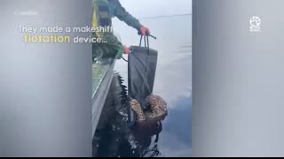 Injured jaguar swims up to boat and asks for help