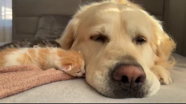 How the Golden Retriever and New Tiny Kittens Became Best Friends [Cutest Compilation]