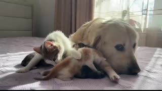 How the Golden Retriever and New Tiny Kittens Became Best Friends [Cutest Compilation]