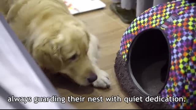 Mother Cat Introduces Newborn Kittens To The Golden Retriever Who Raised Her