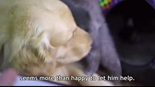 Mother Cat Introduces Newborn Kittens To The Golden Retriever Who Raised Her