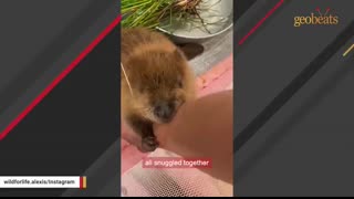 Rescue beaver starts building dam inside house