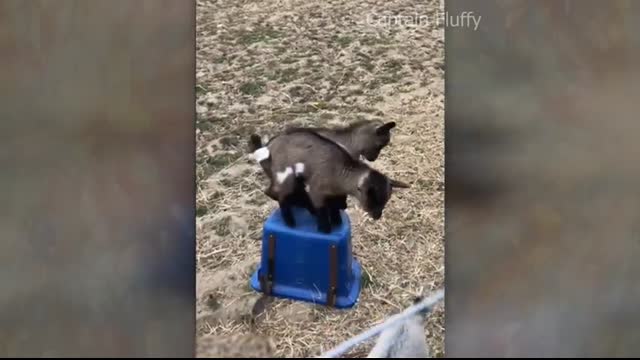 Cute and funny ANIMALS?Videos? Сompilation  # 3?
