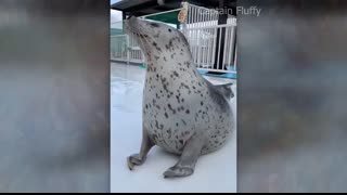 Cute and funny ANIMALS?Videos? Сompilation  # 3?