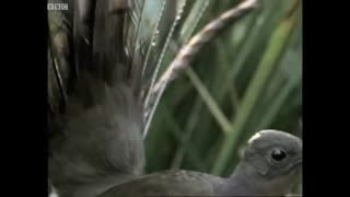 Attenborough the amazing Lyre Bird sings like a chainsaw! Now in high quality   BBC Earth