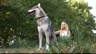 THE TIMBER DOG - DANGEROUS WOLFDOG or FLUFFY PET