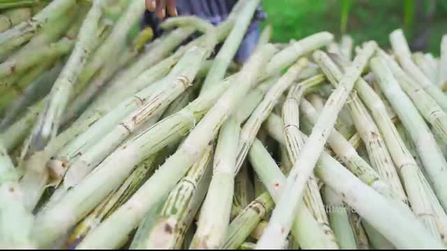 SUGARCANE JUICE   Making Farm Fresh Healthy Juice in Village   Natural Juice   Summer Health Drinks