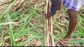SUGARCANE JUICE   Making Farm Fresh Healthy Juice in Village   Natural Juice   Summer Health Drinks