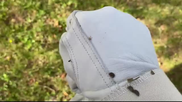 Massive Yellow Jacket Ground Nest Removal. SWARM! I got STUNG!