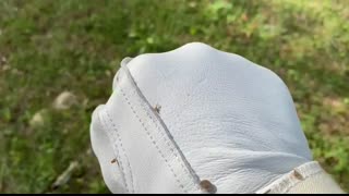 Massive Yellow Jacket Ground Nest Removal. SWARM! I got STUNG!