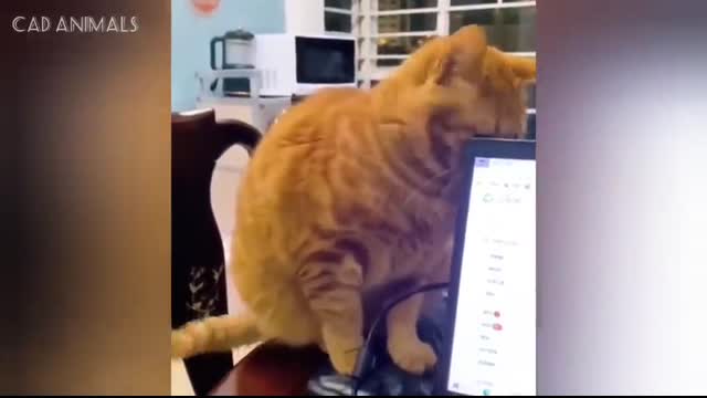 CATS Masters of Chaos and Laughter