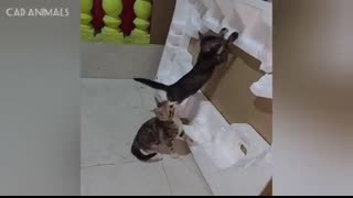 CATS Masters of Chaos and Laughter