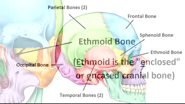 Skull Bones Mnemonic (Cranial and Facial Bones)   Anatomy and Physiology