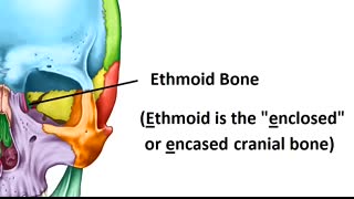 Skull Bones Mnemonic (Cranial and Facial Bones)   Anatomy and Physiology