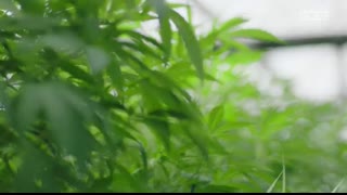 I Make $60K a Month Smuggling Californian Weed into New York   WEEDIQUETTE