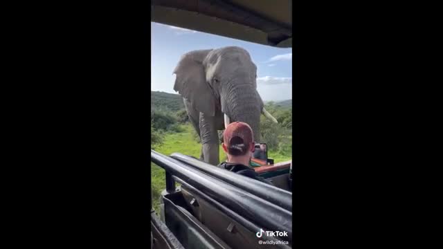 Cute Elephant - Funny Elephants Trolling Human Compilation