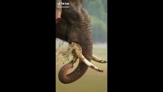 Cute Elephant - Funny Elephants Trolling Human Compilation