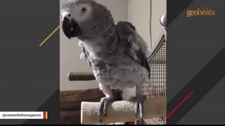 This bird talking like human is scary good
