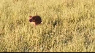 Male lion attacks over 20 hyenas