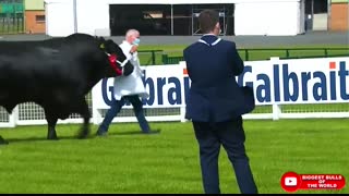Champion Bulls of Different Breeds at Royal Highland Show 2021