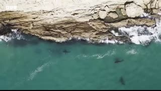 Great White Shark Mobbed by Gang Of Seals   Planet Earth III   BBC Earth