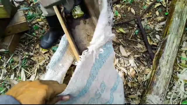 150 GUAIAMUM FORAM PEGOS!!!!!!!!!