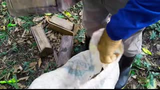 150 GUAIAMUM FORAM PEGOS!!!!!!!!!