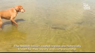 The Top 14 Medium Dog Breeds