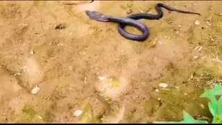 Craziest Animal Fights Of ALL TIME...