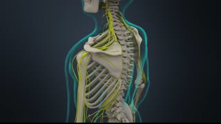 Human Nervous System (Part 1) - Spinal Cord and Periphery (Animation)