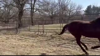 I wasn’t ready for how funny these horses are! - Funniest ANIMAL Videos 2025
