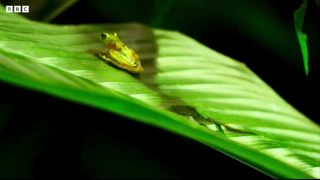 Frog Defends Eggs From Wasps   4K UHD   Planet Earth II   BBC Earth