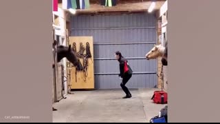 I wasn’t ready for how funny these horses are! - Funniest ANIMAL Videos 2025